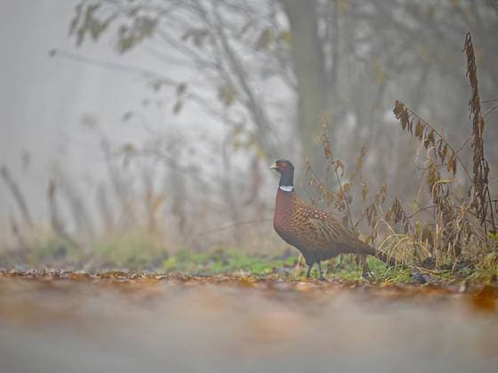 Majestätischer Fasan im nebligen Herbstwald A single pheasant stands in a misty autumnal woodland, its vibrant plumage contrasting with the muted background. Copyright: xZoonar.com WeronikaxTyczynskax 22747946