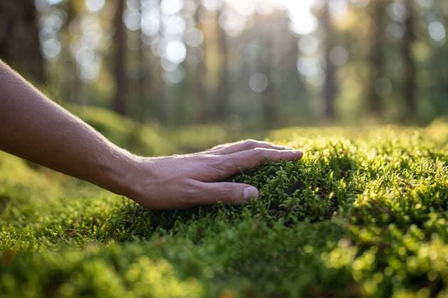 Mann pflanzt Liebhaber berühren grünen weichen Moos im Herbst Wald, Hand Nahaufnahme. Mann pflanzt Liebhaber berühren grünen weichen Moos im Herbst Wald, Hand Nahaufnahme. Copyright: xZoonar.com DmitriixMarchenkox 22733539