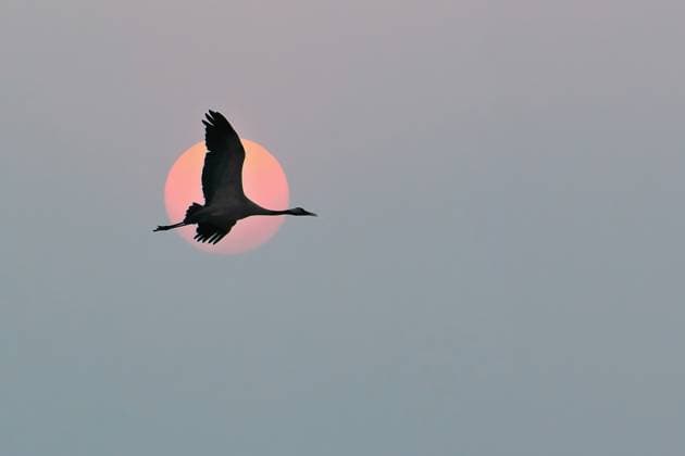 Kraniche fliegen am Himmel vor dem Mond. Zugvögel auf dem Darss. Wildlife Foto aus der Natur in Deutschland *** Cranes fly on Sky before the Moon Migratory birds at the Darß Wildlife Photo from the Nature in Germany 1132200335