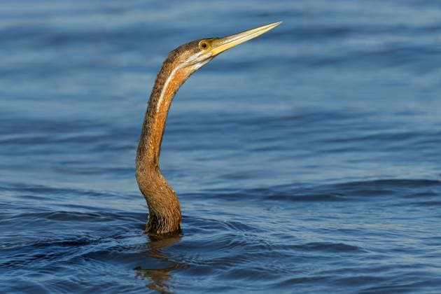 Creative Highlights World Porträt einer Afrikanischen Schlangenhalsvogelart (Anhinga rufa) bei der Jagd im Wasser Portrait of an African darter (Anhinga rufa) hunting in water, Chobe National Park, Botswana Copyright: xZoonar.com NicoxSmitx 22701010