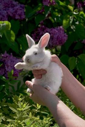 A little white rabbit with beautiful fluffy fur in human hands.beautiful white rabbit. , 49279014.jpg, bunny, cute, rabbit, young, baby, little, easter, pet, animal, farm, small, nature, fluffy, mammal, white, furry, green, fur, domestic, grass, spring, beautiful, hands, adorable, background, hare, portrait, summer, garden, funny RECORD DATE NOT STATED