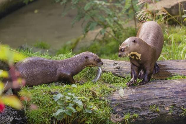Zwei Riesenotter oder Riesenflussotter (Pteronura brasiliensis) treffen sich auf einem moosbewachsenen, morschen Baum am Flussufer. Der junge Otter bietet dem älteren einen Fisch an Two giant otter or giant river otter (Pteronura brasiliensis) meet and greet on a mossy rotten tree lying on a river bank. The young one is offering a fish to the older one Copyright: imageBROKER photoholic iblprw12437819.jpg