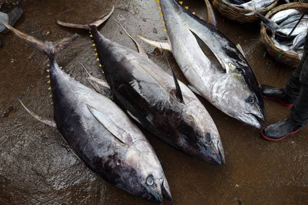 February 5, 2025, Banda Aceh, Aceh, Indonesia: Yellowfin tuna (Thunnus albacares) caught by fishermen at Lampulo Ocean Fishing Port, Banda Aceh City, Aceh Province, Indonesia. The export value of Indonesian fishery products until September 2024 reached USD 4.23 billion with a total export volume of 1.02 million tons. The United States (US) is the main market for Indonesian fishery products with an export value reaching USD 1.38 billion or 32.6% of total fishery exports. Banda Aceh Indonesia - ZUMAs340 20250205_zip_s340_020 Copyright: xKhairuxSyukrillahx