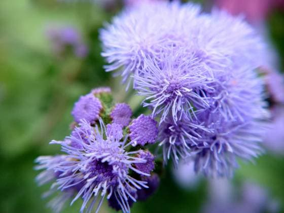 A large group of blue flowers of the Ageratum houstonianum plant, commonly known as the loss flower, blue mink, blue weed textured floral background , 49366374.jpg, blue, plant, flower, ageratum, floral, background, summer, brush, mexican, macrophotography, nature, flora, purple, decorative, foliage, flowering, leaf, green, petal, aster, blue grass, botany, color, beauty, spring, small, blooming, hustonianum, arboretum, gardening, inflorescence, natural, growth, botanical, outdoor, close-up, bright RECORD DATE NOT STATED