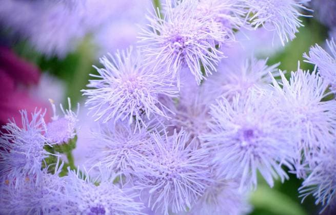 A group of fluffy flowers Ageratum houstonianum close-up.Macrophotography.Texture or background.Selective focus. , 49366384.jpg, blue, plant, flower, ageratum, floral, background, summer, brush, mexican, macrophotography, nature, flora, purple, decorative, foliage, flowering, leaf, green, petal, aster, blue grass, botany, color, beauty, spring, small, blooming, hustonianum, arboretum, gardening, inflorescence, natural, growth, botanical, outdoor, close-up, bright RECORD DATE NOT STATED