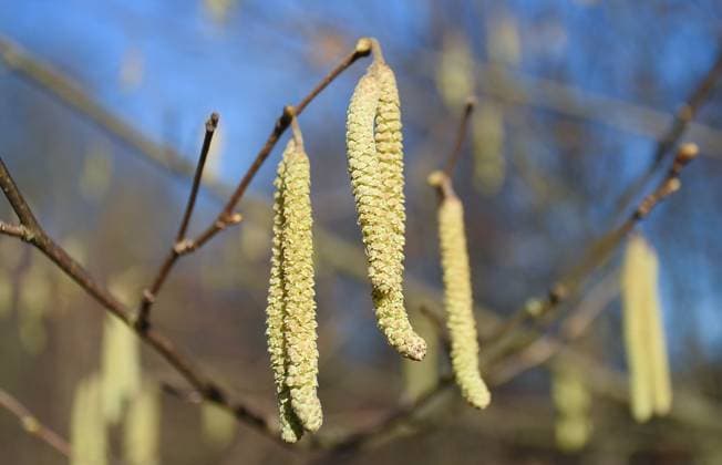 Pre-spring weather in Karvina, Czech Republic, February 5, 2025. Pictured Hazel (Corylus avellana) with catkins. (CTKxPhoto DrahoslavxRamik) CTKPhotoF202502050043401  CTKPhotoF202502050043401
