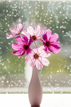 Ein Strauß sommerlicher Cosmea-Blüten in einer Vase. Rosa Cosmea-Blüten im Sonnenlicht. Pink Cosmea flowers in the rays of sunlight. A bouquet of summer cosmos flowers in a vase. Copyright: xZoonar.com ElenaxGrishinax 22686271
