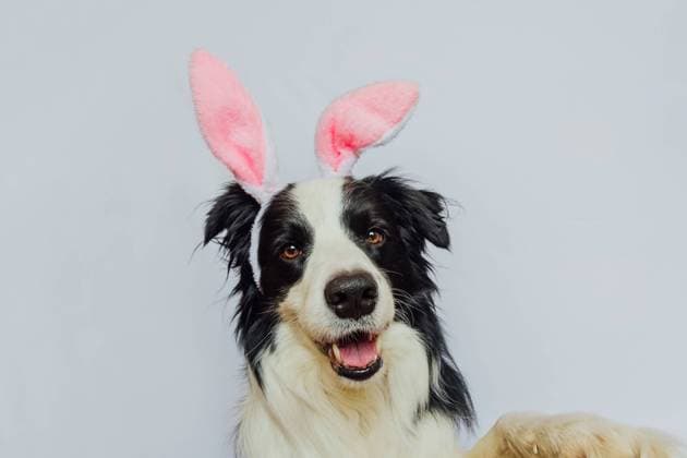 Konzept für frohe Ostern. Vorbereitung für den Urlaub. Nette lustige Welpe Hund Border Collie trägt Ostern Hase Ohren isoliert auf weißem Hintergrund. Frühling Grußkarte. Happy Easter concept. Preparation for holiday. Cute funny puppy dog border collie wearing Easter bunny ears isolated on white background. Spring greeting card Copyright: xZoonar.com IuliiaxZavalishinax 22765013