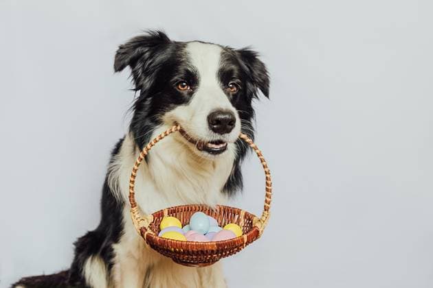 Konzept für frohe Ostern. Vorbereitung für den Urlaub. Cute Welpen Hund Border Collie hält Korb mit Ostern bunte Eier im Mund isoliert auf weißem Hintergrund. Frühling Grußkarte. Happy Easter concept. Preparation for holiday. Cute puppy dog border collie holding basket with Easter colorful eggs in mouth isolated on white background. Spring greeting card Copyright: xZoonar.com IuliiaxZavalishinax 22765028