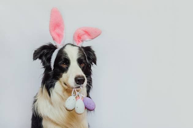 Konzept für frohe Ostern. Vorbereitung für den Urlaub. Cute Welpen Hund Border Collie trägt Hasenohren hält Ostern bunte Eier im Mund isoliert auf weißem Hintergrund. Frühling Grußkarte. Happy Easter concept. Preparation for holiday. Cute puppy dog border collie wearing bunny ears holding Easter colorful eggs in mouth isolated on white background. Spring greeting card Copyright: xZoonar.com IuliiaxZavalishinax 22765094