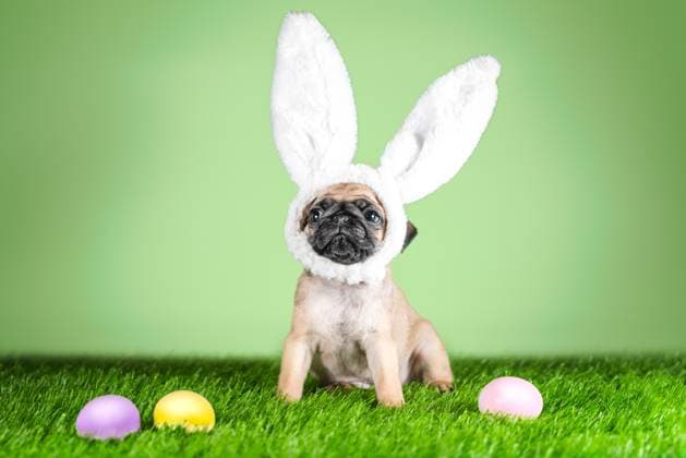 Mops Welpe mit Kaninchenohren auf dem Kopf neben Ostern gefärbt farbige Eier auf einem grünen Hintergrund und Kunstrasen Mops Welpe mit Kaninchenohren auf dem Kopf neben Ostern gefärbt farbige Eier auf einem grünen Hintergrund und Kunstrasen Copyright: xZoonar.com SofiiaxPotaninax 22779589