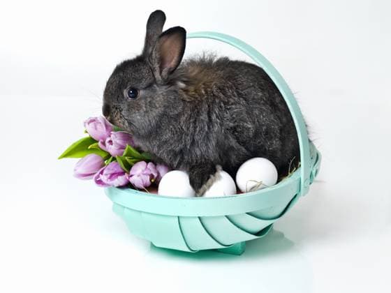 Bunny basket. Studio shot of a cute rabbit sitting in a basket of eggs , 50218764.jpg, studio, cute, rabbit, sitting, basket, eggs, easter, bunny, isolated, wildlife, baby, grey, black, young, natural, background, white, one, food, looking, inside, real, life, wall, animal, flower, nobody, copyspace, indoors, consumables, holiday, authentic, concept, animals, celebration, pet, gray, egg, traditional, domestic, pets, soft, object, fur, festive, tradition, fluffy, livestock, furry, clutch RECORD DATE NOT STATED
