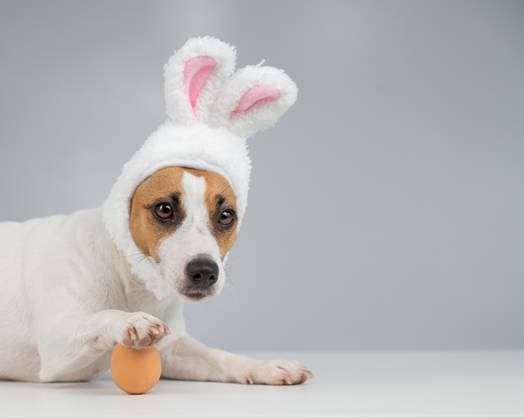 Jack Russell Terrier dog in bunny ears lies with an egg. Copy space , 50385596.jpg, dog, bunny, ears, easter, white background, copy, space, jack russell terrier, portrait, animal, puppy, small, funny, mammal, domestic, purebred, festive, rabbit, pet, expression, joy, indoor, costume, celebration, happy, headband, humor, holiday, greeting, symbol, egg, traditional, spring, season, springtime, halloween, party, curious, dressed, canine, carnival, amusing, gift, give, cap, event, present, wearing, lies, sad RECORD DATE NOT STATED