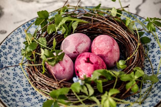 easter colored pink eggs in diy wreath from birch deocrated with cissus striata and forget me not , 50436748.jpg, decoration, easter, festive, pink, spring, background, celebration, color, holiday, season, tradition, wreath, beautiful, concept, design, event, happy, object, seasonal, symbol, traditional, card, decor, greeting, nest, nobody, springtime, bunny, cute, egg, flower, gift, green, rabbit, easter egg, blooming, blossom, celebrate, christianity, composition, congratulation, copy, eggs, feathers, flat, flowers, fresh, lay, painted RECORD DATE NOT STATED