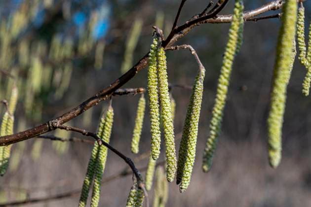 Gemeine Hasel (Corylus avellana), Haselnuss, männliche Kätzchen Braunschweig Niedersachsen Deutschland *** Common hazel Corylus avellana , hazelnut, male catkins Braunschweig Lower Saxony Germany
