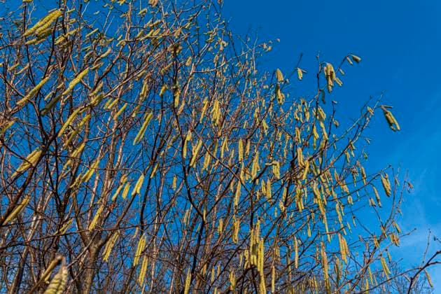 Gemeine Hasel (Corylus avellana), Haselnuss, männliche Kätzchen vor blauem Himmel Braunschweig Niedersachsen Deutschland *** Common hazel Corylus avellana , hazelnut, male catkins in front of blue sky Braunschweig Lower Saxony Germany