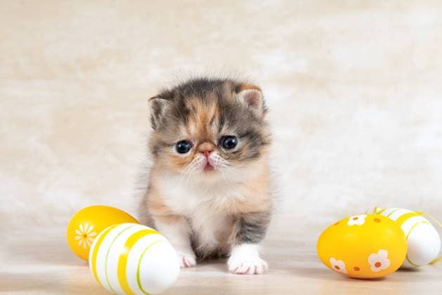 Felidae Katze mit Schnurrhaaren sitzt bei Ostereiern auf dem Tisch. Rasse exotische Katze, exotische Kurzhaar, Perser An orange Felidae kitten with whiskers is sitting next to Easter eggs on a table. The small to mediumsized carnivore cat toy looks adorable with its fawn fur and playful demeanor. breed exotic cat, exotic shorthair, Persian Copyright: xZoonar.com AKIFYEVAxSVETLANAAx 22787550