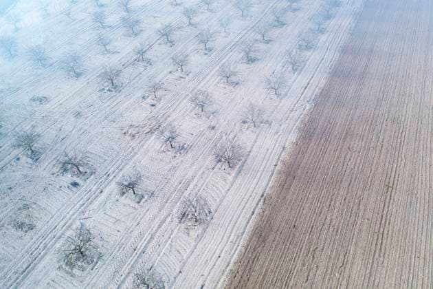 Aerial shot of an orchard near a lagoon in Toledo, Spain, with barren trees and parallel lines on the ground. The serene, foggy atmosphere highlights the intricate layout of the farmland. Model Released DavidJerez_ID26310_758928_050 Copyright: xDavidxJerezx RECORD DATE NOT STATED