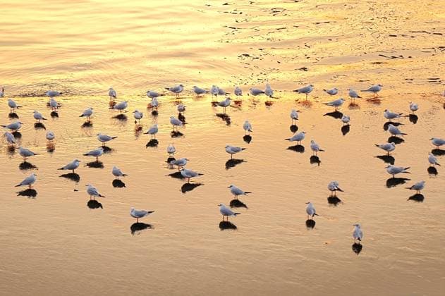 Seagull Seagulls look for food at the Tangdao Bay beach in the West Coast New Area of Qingdao, Shandong province, China, Feb 9, 2025. Qingdao Shandong China  Copyright: xCFOTOx i1739316634393