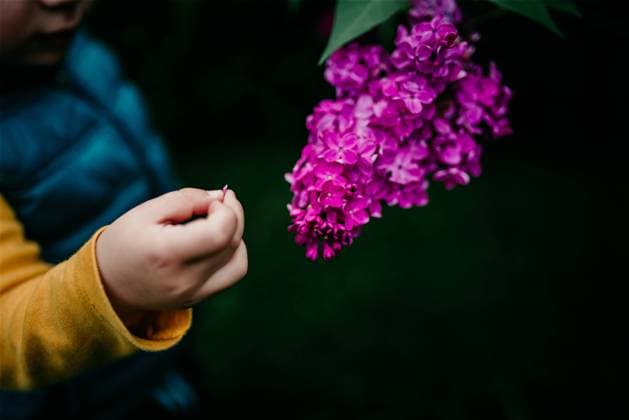Child s hand picking a flower petal Vienna, Vienna, Austria R_PVWL250210E-1645767-01