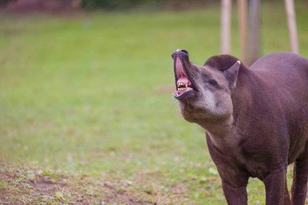 Ein südamerikanischer Tapir (Tapirus terrestris) steht flehmend auf einer Lichtung A South American tapir (Tapirus terrestris) stands flehming on a clearing Copyright: imageBROKER photoholic iblprw12537612.jpg