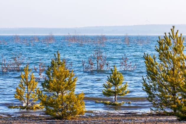 Cottbuser Ostssee DEU Deutschland Brandenburg Cottbus, 11.02.2025, Cottbuser Ostsee - durch Flutung des ehemaligen Braunkohletagebaus Cottbus-Nord entsteht der Cottbuser Ostsee.. Der zukuenftige Cottbuser Ostsee wird gegenwaertig durch das Lausitzer Bergbauunternehmen LEAG geflutet - bis Mitte der 2020er Jahre entsteht ein 1900 Hektar grosser See am Rand der Stadt Cottbus. Zum Jahresende 2024 war erstmalig der Endwasserstand des Sees erreicht. Vereinzelt stehen noch Baeume und Straeucher im Wasser, nach der frostigen Nacht sind diese mit Eis ueberzogen. *** Cottbuser Ostssee DEU Germany Brandenburg Cottbus, 11 02 2025, Cottbuser Ostsee is created by flooding the former Cottbus Nord opencast lignite mine The future Cottbuser Ostsee is curren AF_CB_Ostsee_2025_54562