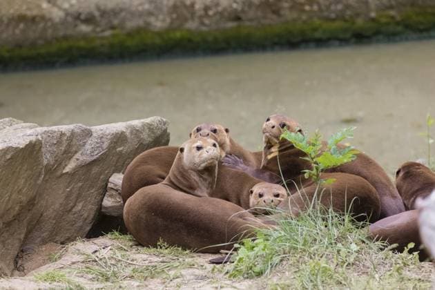 Eine Familie von Riesenottern oder Riesenflussottern (Pteronura brasiliensis) spielt an einem Flussufer A family of giant otters or giant river otters (Pteronura brasiliensis) playing on a river bank Copyright: imageBROKER photoholic iblprw12560667.jpg