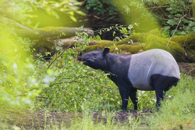 Ein malaiischer Tapir (Acrocodia indica) steht versteckt im dichten Unterholz und sucht nach Nahrung A Malayan tapir (Acrocodia indica) stands hidden in dense undergrowth looking for food Copyright: imageBROKER photoholic iblprw12583233.jpg