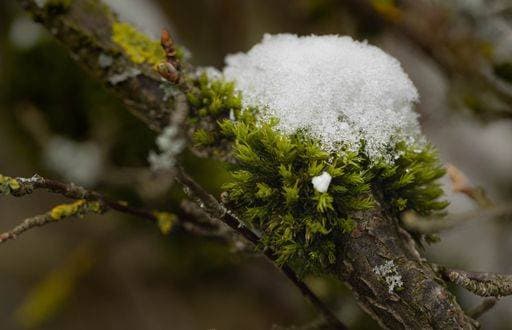 IMAGO Creative, Winter, Auf dem Land A closeup of a gnarled tree branch with a blanket of vibrant foliage and snow 18553934 RECORD DATE NOT STATED