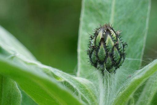 Natural closeup on an e,erging flower bud bof the mountain cornflower, Centaurea montana 19457413 RECORD DATE NOT STATED