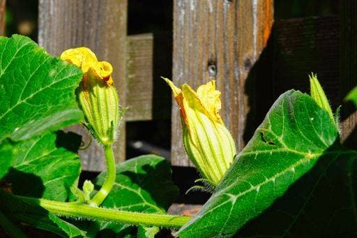 A close-up shot of zucchini flowers with a rustic wooden fence in the background 19593031 RECORD DATE NOT STATED