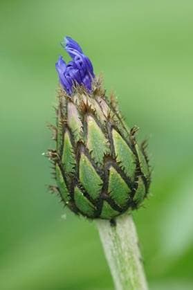 Natural colorful closeup on an emerging blue flower bud of Mountain cornflower, Centaurea montana 20014421 RECORD DATE NOT STATED