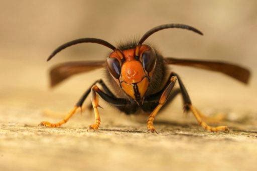 Natural facial closeup on a worker of the invasive Asian hornet pest species, Vespa velutina, a major threat for beekeeping 21523629 RECORD DATE NOT STATED