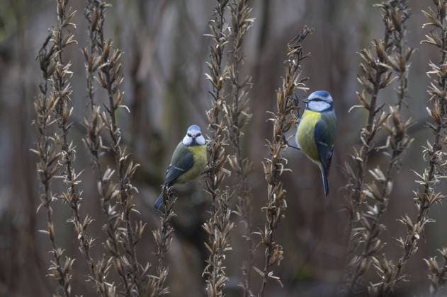 Creative Highlights World Kohlmeisen (Parus major) am Samenstand einer Nachtkerze, Bayern, Deutschland, Europa Great tits (Parus major) at the seed head of an evening primrose, Bavaria, Germany, Europe Copyright: imageBROKER HelmutxMeyerxzurxCap ibxmzc12559947.jpg