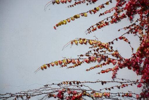 A vibrant image of autumn foliage featuring a vibrant array of red leaves that have fallen off their stems and scattered on the ground 22376611 RECORD DATE NOT STATED