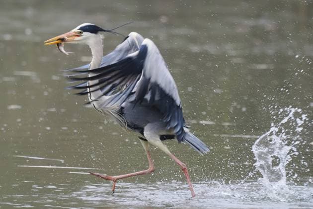 Creative Highlights World Ein Graureiher (Ardea cinerea) im Wasser mit einem Fisch im Schnabel, schlägt mit den Flügeln in einer dynamischen Bewegung, Hessen, Deutschland, Europa A grey heron (Ardea cinerea) in the water with a fish in its beak, flapping its wings in a dynamic movement, Hesse, Germany, Europe Copyright: imageBROKER WilfriedxMartin ibxwma12587929.jpg