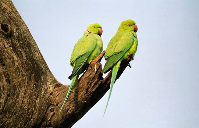 Creative Highlights World Rosensittich-Paar - Psittacula krameri, im Keoladeo-Nationalpark, Rajasthan, Indien Rose-ringed Parakeet Pair-Psittacula krameri, at Keoladeo National park, Rajasthan, India Copyright: xZoonar.com RealityImagesx 22832526
