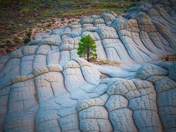 Creative Highlights World Lone Tree Standing in the Otherworldly Terrain of White Pocket Page, Arizona, United States CR_EVVA250214-1639777-01