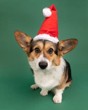 corgie in studio sitting with green background in santa hat United States, California, Orinda R_JEFR250213-1649260-01