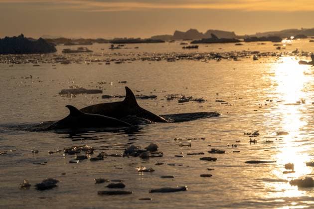 Creative Highlights World Orca s back in the ocean. Killer whale in the wild nature. Antar Vernadsky Research Base, Antarctica R_HYVK250216-1648937-01