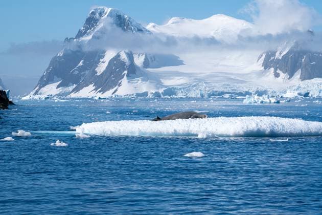 Creative Highlights World Crabeater seal in Antarctica. Wild nature. Lobodon carcinophaga. Vernadsky Research Base, Antarctica R_HYVK250216-1648972-01