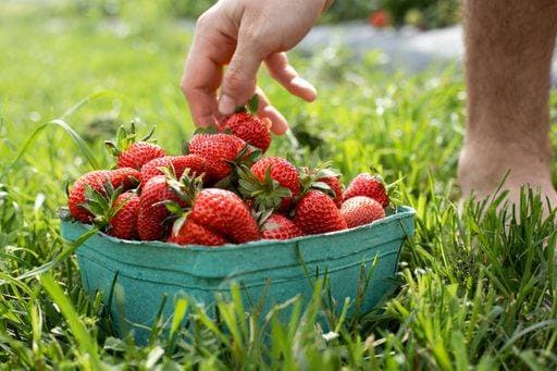 A basket of strawberries just picked at strawberry farm 24074098 RECORD DATE NOT STATED