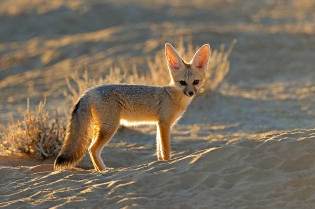 Creative Highlights World Ein kleiner Kapfuchs (Vulpes chama) im frühen Morgenlicht A small Cape fox (Vulpes chama) in early morning light, Kalahari desert, South Africa Copyright: xZoonar.com NicoxSmitx 22879980