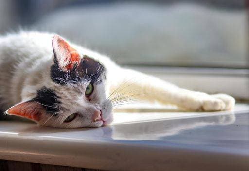 A white cat with black spots basking in the sun on a window sill. 24516444 RECORD DATE NOT STATED