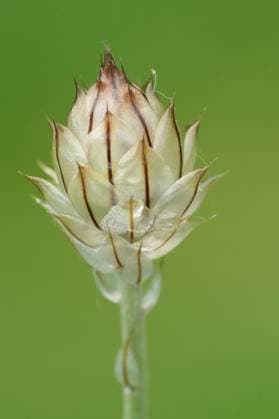 Natural closeup on an emerging flowerbud of the Cupids dart wildflower, Catananche caerulea 24628235 RECORD DATE NOT STATED