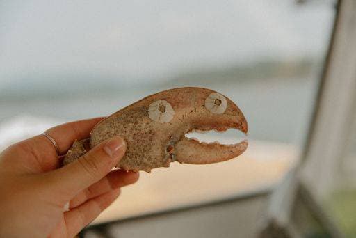 The lobster claws with barnacles making a funny face in Maine 24633107 RECORD DATE NOT STATED