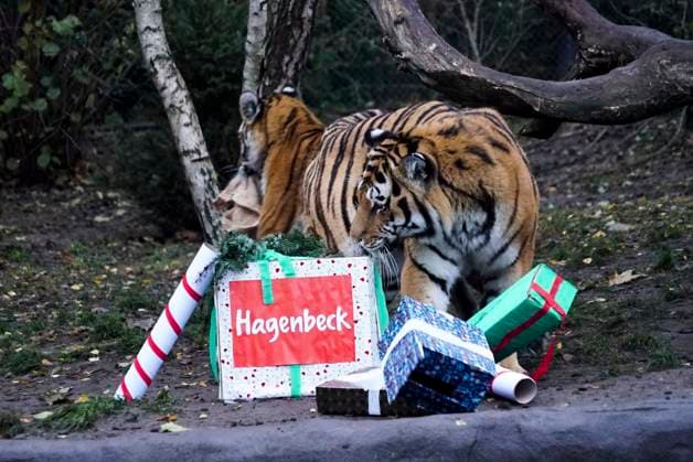 Tigermama Maruschka freut sich über Geschenke vom Nikolaus und einen mit Rinderfleisch gefüllten Jutesack beim Nikolausfestes im Außengehege bei Hagenbeck Tierpark am Montag 05.Dezember 2022 in Hamburg Bei Hagenbeck leben derzeit vier Sibirische Tiger also die beiden Tigerinnen Rida und Daria sowie ihre Eltern Maruschka und Yasha. HH Deutschland *** Tigermama Maruschka pleased itself via Gifts from Nikolaus and a with Beef and veal filled Jute bag at Nicholas feast at Outdoor enclosure at Hagenbeck Animal park on Monday 05 December 2022 in Hamburg at Hagenbeck Life currently four Siberian Tiger So the both Tigers Rida and Daria and their Parents Maruschka and Yasha HH Germany