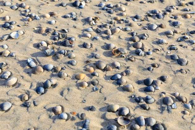 Herzmuscheln am Nordstrand von Norderney, Niedersachsen, Deutschland *** Cockles on the north beach of Norderney, Lower Saxony, Germany