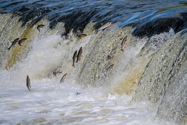 Creative Highlights World Fische gehen zum Laichen flussaufwärts. Vimba springt über den Wasserfall am Venta-Fluss Fishes go for spawning upstream. Vimba jumps over waterfall on the Venta River, Kuldiga, Latvia Copyright: xZoonar.com Photographer:xAskoldsxBerowskisx 22898827