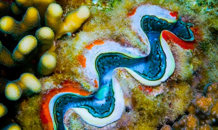 Creative Highlights World Giant Clam, Red Sea Giant Clam, Red Sea Copyright: xZoonar.com AlxCarrerax 22889690
